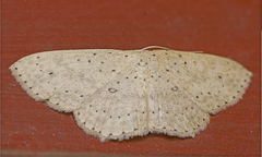 Cyclophora turneri
