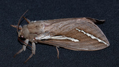 Abantiades latipennis