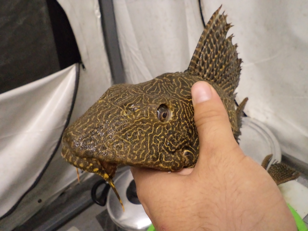 Sailfin pleco (Pterygoplichthys lituratus) — Loricariidae