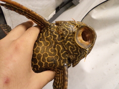 Maze King Pleco photo 2