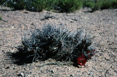 Tephrocactus nigrispinus