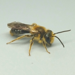 Andrena pruni