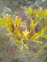 Kalanchoe paniculata