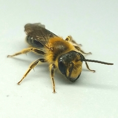 Andrena pruni