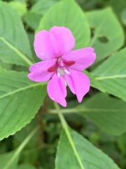 Impatiens sylvicola