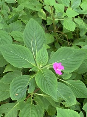 Impatiens sylvicola