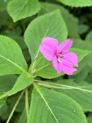 Impatiens sylvicola