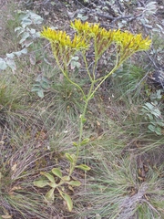 Kalanchoe paniculata, photograph author not stated, no rights reserved
