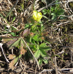 Potentilla humifusa
