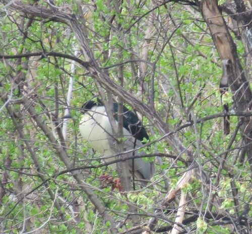 Black-crowned Night Heron photographed in Minnesota
