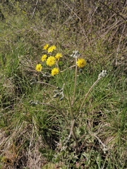 Crepis vesicaria taraxacifolia