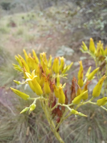 Kalanchoe paniculata, photograph 3