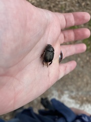 Geotrupes blackburnii