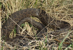 Vipera renardi