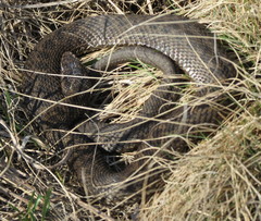 Vipera renardi