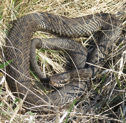 Photo of a Steppe Viper (Vipera renardi)