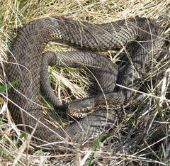 Vipera renardi