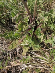 Crepis vesicaria taraxacifolia