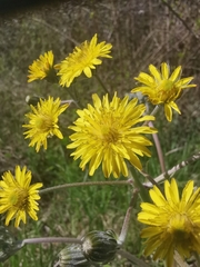 Crepis vesicaria taraxacifolia