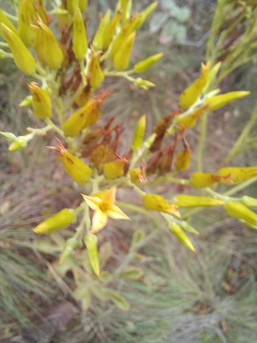 Kalanchoe paniculata, photograph 4