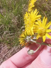 Crepis vesicaria taraxacifolia