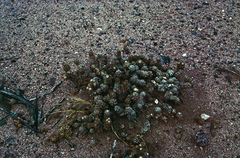 Tephrocactus molinensis