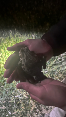 iNaturalist observation photo of Western Toad
