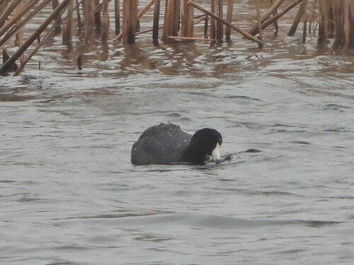 American Coot photographed in Minnesota