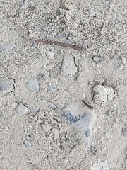 Brachyponera sennaarensis