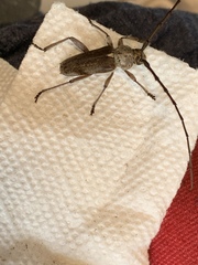 Gnaphalodes trachyderoides