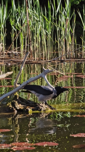 Hooded Crow