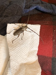 Gnaphalodes trachyderoides