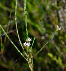 Diosma pilosa
