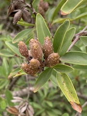 Hymenodictyon parvifolium parvifolium