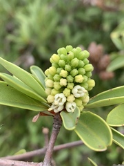 Hymenodictyon parvifolium parvifolium