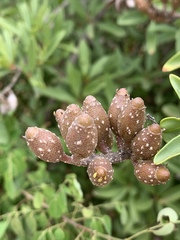 Hymenodictyon parvifolium parvifolium