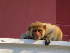 Macaca mulatta