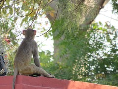 Macaca mulatta