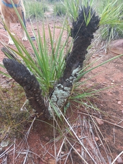 author not stated, no rights reserved Xerophyta retinervis, photograph author not stated, no rights reserved