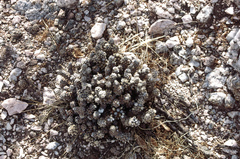 Tephrocactus molinensis