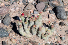 Tephrocactus weberi