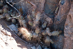 Tephrocactus weberi