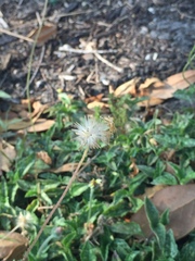 Tridax procumbens image