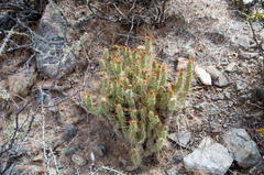 Tephrocactus weberi