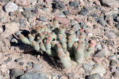 Tephrocactus weberi