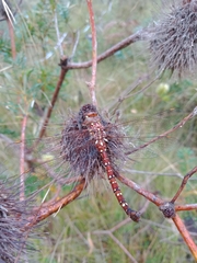 Dendroaeschna conspersa