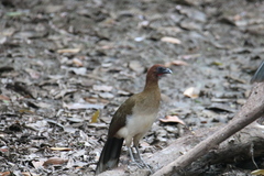 Ortalis garrula