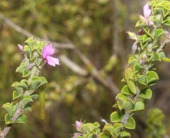 Indigofera candolleana
