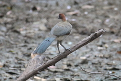 Ortalis garrula