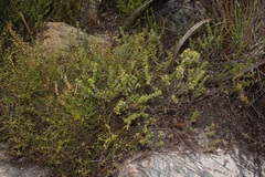 Indigofera candolleana